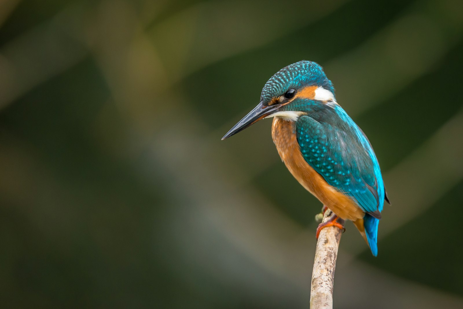 Siegerfoto von Clara – Bild des Monats April
